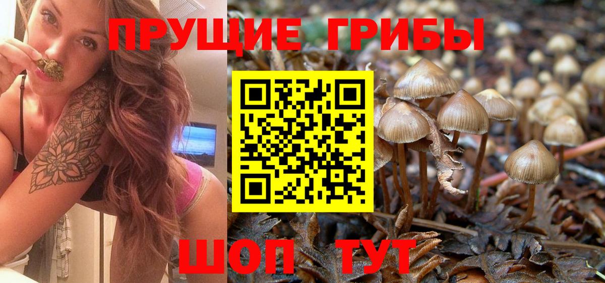 Псилоцибиновые грибы Psilocybine cubensis Ачхой-Мартан