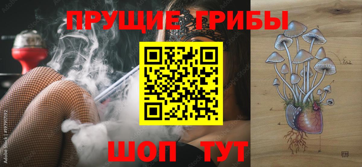 Ачхой-Мартан  Псилоцибиновые грибы Psilocybine cubensis  Вход с VPN 